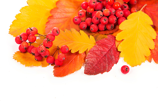 포토 JPG 해외이미지 단풍 낙엽 사람없음 오브젝트 베리 해외포토 잎 과일 파일형식 이미지허브