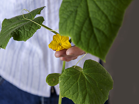 포토 JPG 해외이미지 식물 꽃 음식 잎 농업 채소 자연 오이 건강 사람없음 초록색 노란색 수확 성장 벚꽃 나뭇가지 신선 닫기 유기농 내추럴 밭일 해외포토 나무 웰빙 산업 컬러 모션 생태계 파일형식 이미지허브