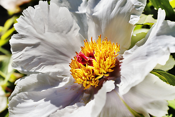 포토 JPG 해외이미지 식물 계절 꽃잎 꽃 백그라운드 꽃무늬 자연 사람없음 야외 정원 맑음 봄 흰색 작약 해외포토 컬러 무늬 날씨 생태계 파일형식 이미지허브