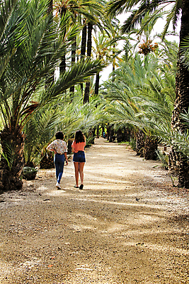 포토 JPG 해외이미지 식물 공원 유럽 길 여행 백그라운드 자연 휴가 휴식 건조 손바닥 그림자 사람없음 야외 초록색 야자수 뷰티 농장 환경 정원 침묵 세계문화유산 시골 신선 스페인 과수원 지중해 원예 대추 장면 봉황 알리칸테 줄서기 파라다이스 해외포토 나무 손 공공시설 나라 바다 컬러 컨셉 농업 모션 취미 소리 문화재 생태계 파일형식 이미지허브