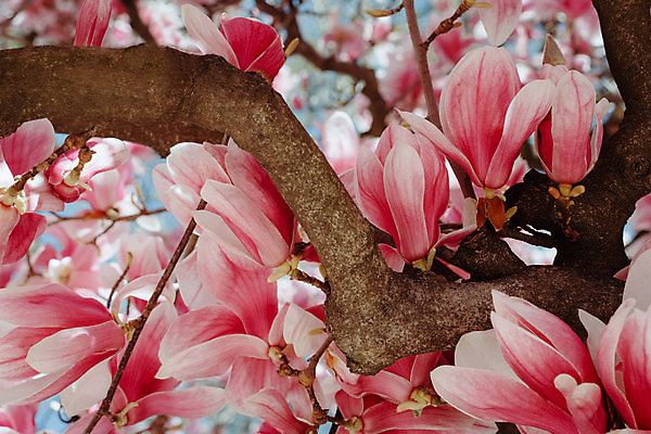 포토 JPG 해외이미지 주간 분홍색 사람없음 야외 봄 목련 해외포토 자연요소 계절 꽃 컬러 파일형식 이미지허브