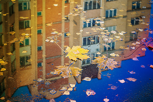 포토 JPG 해외이미지 나무 계절 도로 백그라운드 단풍 잎 자연 하늘 표면 날씨 거리 아파트 주택 사람없음 야외 건물 빨간색 초록색 물 반사 노란색 환경 젖음 도시 보행로 떨어짐 쓰레기 질감 웅덩이 진흙 자작나무 10월 내추럴 방법 블러 해외포토 자연요소 식물 건축물 길 컬러 컨셉 교통시설 날짜 생태계 파일형식 이미지허브