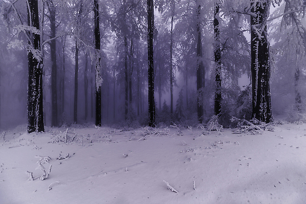 포토 JPG 해외이미지 주간 나무 계절 공원 겨울 자연 날씨 사람없음 야외 목재 가로 뷰티 환경 냉동 얼음 추위 백발 흰색 나뭇가지 숲 시원함 12월 서리 장면 1월 내추럴 삼림지대 눈내림 해외포토 자연요소 식물 헤어스타일 공공시설 컬러 재료 눈_날씨 날짜 생태계 파일형식 이미지허브