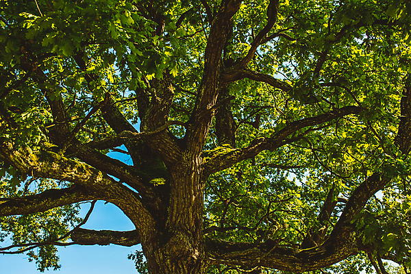 포토 JPG 해외이미지 나무 식물 공원 실루엣 백그라운드 낙엽 잎 자연 하늘 지붕 왕관 풍경 사람없음 야외 목재 가로 초록색 여름 파란색 빛 햇빛 노란색 환경 맑음 침묵 봄 올려보기 성장 나뭇가지 신선 숲 아래 내추럴 해외포토 계절 공공시설 컬러 재료 모션 날씨 촬영기법 태양 소리 방향 생태계 위치 파일형식 이미지허브