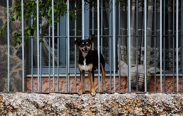 포토 JPG 해외이미지 동물 길 야생동물 패턴 포유류 자연 바람 거리 동물원 사람없음 여름 줄무늬 흐름 죽음 황무지 개 승차 위험 사건 기아 속도 수의사 내추럴 건너기 배급 보호구역 선로 전국 해외포토 자연요소 계절 컨셉 무늬 모션 날씨 의사 사회이슈 생태계 구역 파일형식 이미지허브