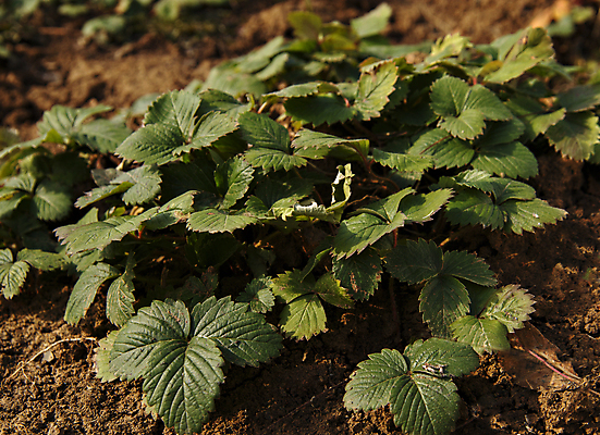 포토 JPG 해외이미지 식물 계절 열매 꽃 음식 잎 농업 자연 딸기 사람없음 초록색 정원 어둠 흙 봄 성장 시골 신선 달콤 맛 친환경 유기농 내추럴 땅바닥 생태학 해외포토 웰빙 교육 산업 컬러 컨셉 과일 바닥 환경 생태계 파일형식 이미지허브