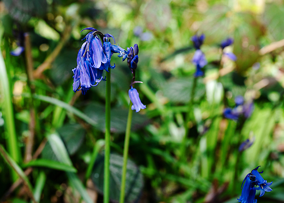 포토 JPG 해외이미지 식물 계절 꽃 꽃무늬 밭 자연 사람없음 야외 초록색 파란색 뷰티 정원 보라색 봄 벚꽃 숲 제비꽃 블루벨 해외포토 컬러 무늬 농업 생태계 파일형식 이미지허브