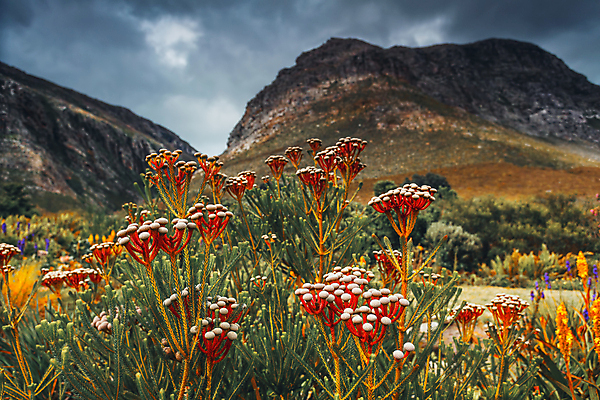 포토 JPG 해외이미지 나무 식물 계절 공원 꽃 여행 아프리카 자연 벽지 산 국립공원 사람없음 야외 빨간색 초록색 환경 정원 봄 보호 원예 식물원 장면 침엽수 내추럴 산악지대 남아프리카 보호구역 전국 해외포토 공공시설 나라 컬러 컨셉 취미 생태계 구역 파일형식 이미지허브