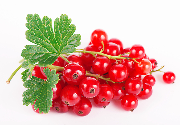 포토 JPG 해외이미지 잎 사람없음 빨간색 신선 달콤 레드커런트 해외포토 식물 열매 컬러 맛 파일형식 이미지허브