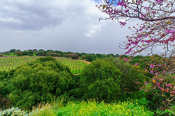 포토 JPG 해외이미지 나무 여행 겨울 밭 중동 자연 하늘 산 사람없음 야외 초록색 뷰티 계곡 시골 관찰 지중해 언덕 북쪽 이스라엘 해외포토 식물 계절 나라 바다 컬러 농업 모션 방향 생태계 서아시아 파일형식 이미지허브