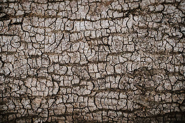 포토 JPG 해외이미지 모양 나무 식물 산업 선 조각 백그라운드 십자가 패턴 부분 자연 표면 날씨 추상 사람없음 목재 갈색 줄무늬 껍질 거친 균열 널 혼합 숲 장작 자르기 유기농 질감 통나무 나무껍질 잡동사니 내추럴 방법 수목 옛날 노화 해외포토 웰빙 컬러 컨셉 무늬 재료 모션 생태계 파일형식 이미지허브