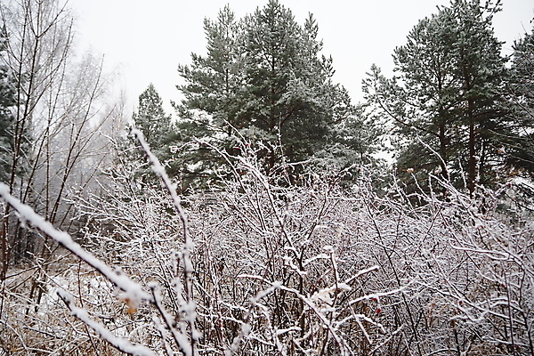 포토 JPG 해외이미지 야생동물 겨울 밭 자연 사람없음 야외 환경 추위 안개 숲 서리 겨울풍경 해외포토 동물 계절 농업 날씨 풍경 생태계 파일형식 이미지허브
