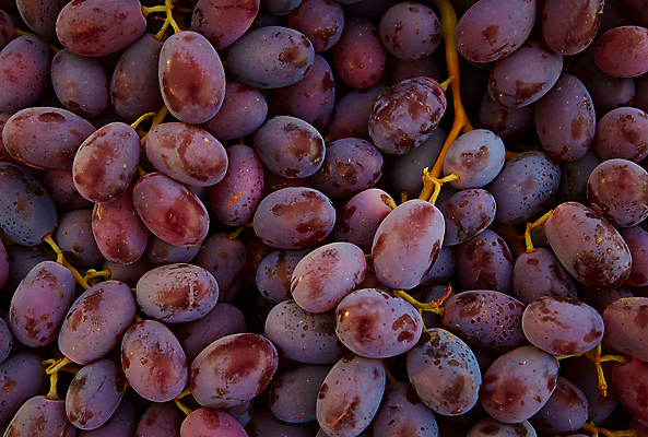 포토 JPG 해외이미지 식물 웰빙 계절 열매 음식 백그라운드 농업 과일 자연 포도 건강 사람없음 야외 가로 파란색 농작물 컬러풀 쌓기 와인 어둠 수확 신선 그룹 닫기 다발 제비꽃 오브젝트 상쾌 흙더미 내추럴 양조 양조장 해외포토 꽃 감정 산업 컬러 모션 주류 흙 생태계 파일형식 더미 이미지허브