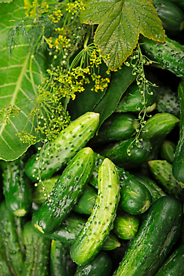 포토 JPG 해외이미지 채소 오이 마늘 사람없음 초록색 피클 딜 많음 해외포토 컬러 컨셉 절임 파일형식 이미지허브