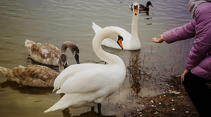 포토 JPG 해외이미지 주간 손 여자 호수 여러마리 한명 앉기 상반신 성인 야외 먹이 먹여주기 백조 성인여자한명만 해외포토 자연요소 1 다수 모션 조류 사람 신체부위 먹기 여자한명만 성인여자만 파일형식 이미지허브