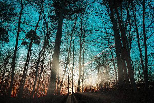 포토 JPG 해외이미지 나무 식물 계절 잎 벤치 자연 아침 날씨 휴가 휴식 그림자 풍경 사람없음 야외 목재 초록색 여름 빛 강 햇빛 태양 뷰티 노란색 평화 환경 맑음 침묵 일몰 안개 광선 바위 시골 저녁 숲 뿌리 땅바닥 해외포토 주간 자연요소 컬러 컨셉 의자 재료 바닥 노을 소리 돌_바위 야간 생태계 파일형식 이미지허브