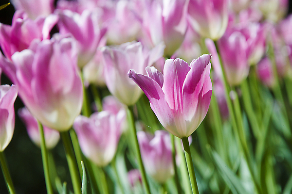 포토 JPG 해외이미지 식물 계절 꽃잎 꽃 분홍색 백그라운드 꽃무늬 밭 오렌지 자연 사람없음 여름 빛 컬러풀 태양 뷰티 정원 맑음 봄 기쁨 튤립 성장 벚꽃 신선 도시 개화 제비꽃 화단 부드러움 일반 제비 내추럴 강렬 많음 해외포토 자연요소 감정 컬러 컨셉 무늬 농업 과일 조류 날씨 감각 생태계 파일형식 이미지허브