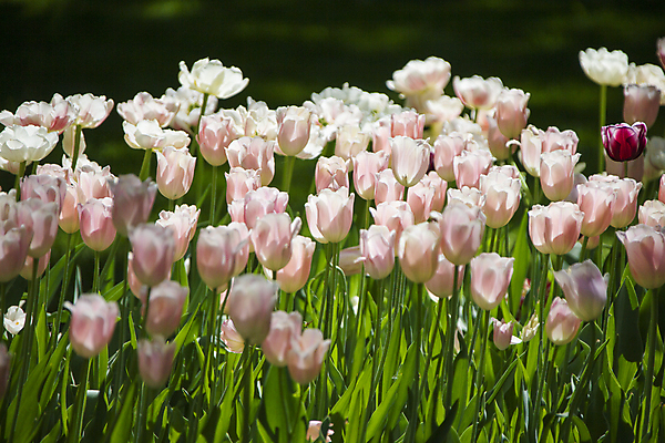 포토 JPG 해외이미지 식물 계절 꽃잎 꽃 분홍색 백그라운드 꽃무늬 밭 오렌지 자연 사람없음 빛 컬러풀 태양 뷰티 정원 맑음 봄 기쁨 튤립 성장 벚꽃 신선 도시 개화 제비꽃 화단 부드러움 일반 제비 내추럴 강렬 많음 해외포토 자연요소 감정 컬러 컨셉 무늬 농업 과일 조류 날씨 감각 생태계 파일형식 이미지허브
