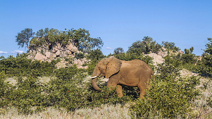 포토 JPG 해외이미지 동물 야생동물 포유류 아프리카 자연 코끼리 국립공원 풍경 사람없음 가로 관광지 황무지 보호 사파리 서식지 남아프리카 보츠와나 보호구역 해외포토 멸종위기종 공원 나라 여행 컨셉 생태계 구역 파일형식 이미지허브
