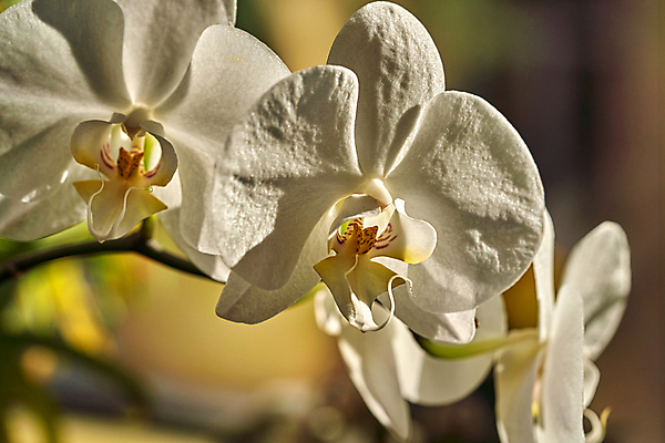 포토 JPG 해외이미지 식물 디자인 꽃잎 꽃 백그라운드 컨셉 꽃무늬 자연 벽지 추상 친절 한명 장식 여름 빛 컬러풀 뷰티 정원 봄 벚꽃 흰색 신선 개화 난초 우아함 묘사 부드러움 내추럴 효과 해외포토 1 계절 컬러 무늬 사람 감각 생태계 파일형식 이미지허브