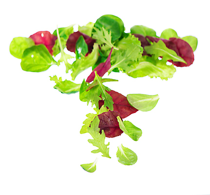 포토 JPG 해외이미지 잎 사람없음 샐러드 신선 상추 해외포토 식물 음식 채소 파일형식 이미지허브