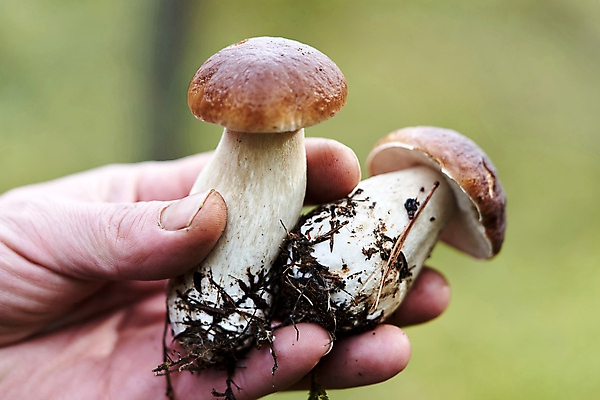 포토 JPG 해외이미지 라이프스타일 계절 음식 백그라운드 2 채소 자연 건강 손바닥 이끼 취미 사람없음 야외 초록색 갈색 버섯 흰색 신선 잡기 숲 유기농 날것 내추럴 곰팡이 그물버섯 식용 채식주의자 해외포토 손 웰빙 컬러 모션 생활 생태계 채식 파일형식 이미지허브