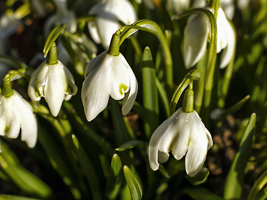 포토 JPG 해외이미지 식물 계절 꽃 백그라운드 잎 자연 사람없음 초록색 빛 정원 봄 성장 벚꽃 흰색 신선 개화 속도 녹색배경 내추럴 땅바닥 블러 스노드롭 해외포토 컬러 바닥 생태계 파일형식 이미지허브