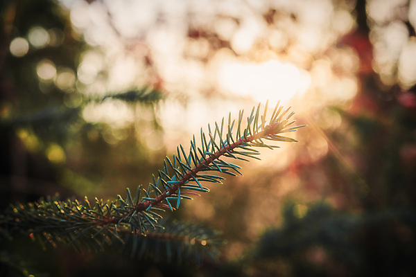 포토 JPG 해외이미지 식물 라이프스타일 계절 줄기 분홍색 컨셉 잎 성공 새로움 사람없음 가로 햇빛 태양 새싹 환경 희망 봄 활발 성장 흰색 시골 신선 오픈 발사 5월 시작 원예 생물학 분무기 정맥 파열 개발 떠남 생태학 해외포토 자연요소 교육 감정 컬러 모션 취미 생활 날짜 혈관 파일형식 이미지허브