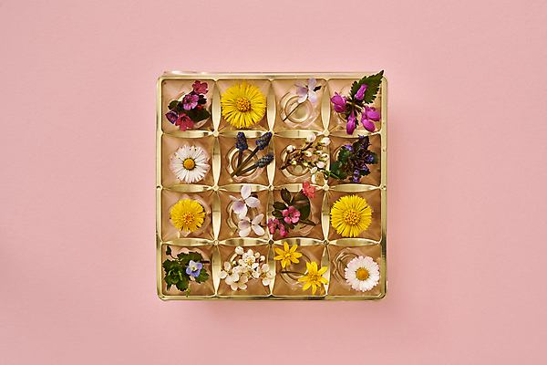 포토 JPG 해외이미지 식물 꽃 음식 분홍색 컨셉 자연 부활절 사탕 선물 사람없음 뷰티 노란색 보라색 봄 벚꽃 약재 생일 황금 선택 약초 허브 제비꽃 내추럴 식용 파스텔톤 어머니의날 미니멀 해외포토 계절 기념일 컬러 디저트 약 풀_식물 생태계 미국문화 파일형식 이미지허브