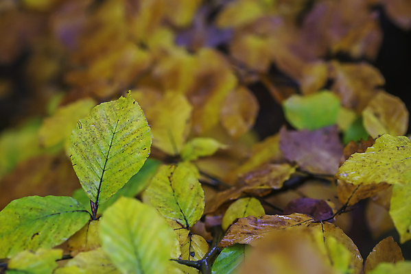 포토 JPG 해외이미지 나무 식물 계절 공원 유럽 백그라운드 잎 자연 사람없음 야외 목재 초록색 컬러풀 노란색 환경 가을 나뭇가지 신선 숲 묘사 질감 10월 내추럴 강렬 해외포토 공공시설 나라 컬러 재료 날짜 생태계 파일형식 이미지허브