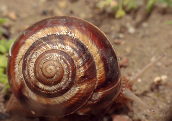 포토 JPG 해외이미지 주간 한마리 근접촬영 사람없음 야외 아웃포커스 땅 기어가기 달팽이집 해외포토 자연요소 1 뷰포인트 모션 촬영기법 파일형식 이미지허브