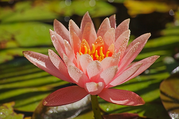 포토 JPG 해외이미지 식물 계절 꽃잎 꽃 분홍색 백그라운드 잎 꽃무늬 자연 사람없음 야외 장식 초록색 물 파란색 햇빛 뷰티 환경 정원 보라색 봄 성장 벚꽃 연못 개화 정상 심볼 순수 서식지 라일락 잡종 영원 해외포토 자연요소 컬러 컨셉 무늬 태양 생태계 파일형식 이미지허브