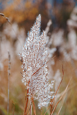 포토 JPG 해외이미지 밭 농업 갈대 풍경 사람없음 아웃포커스 태양 가을 소프트포커스 해외포토 자연요소 식물 계절 산업 촬영기법 파일형식 이미지허브