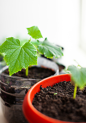 포토 JPG 해외이미지 식물 화초 잎 오이 사람없음 흙 원예 모종 해외포토 채소 취미 파일형식 이미지허브