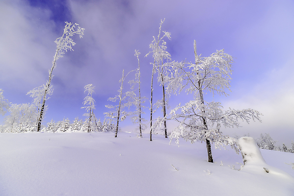 포토 JPG 해외이미지 나무 계절 유럽 여행 백그라운드 크리스마스 겨울 자연 하늘 날씨 휴가 산 사람없음 야외 가로 파란색 뷰티 환경 맑음 냉동 얼음 하이킹 추위 흰색 시골 신선 숲 즐거움 서리 장면 내추럴 눈내림 해외포토 자연요소 식물 기념일 감정 나라 컬러 레저 눈_날씨 생태계 파일형식 이미지허브