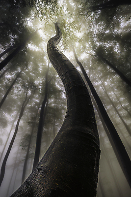포토 JPG 해외이미지 나무 식물 계절 공원 백그라운드 잎 자연 하늘 날씨 왕관 사람없음 야외 목재 세로 초록색 환경 성장 나뭇가지 시골 그룹 정상 숲 큼 장면 나무껍질 내추럴 뿌연 해외포토 공공시설 컬러 재료 껍질 크기 생태계 파일형식 이미지허브