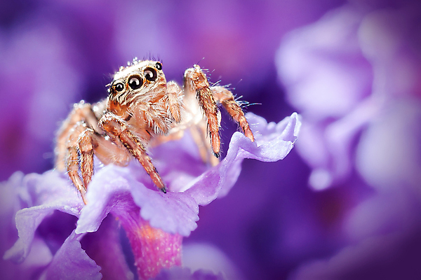 포토 JPG 해외이미지 동물 꽃잎 꽃 야생동물 곤충 백그라운드 절지류 자연 사람없음 물 여름 빛 점프 물방울 닫기 벌레 제비꽃 육식동물 거미 기어가기 오싹 해외포토 자연요소 식물 계절 모션 생태계 파일형식 이미지허브