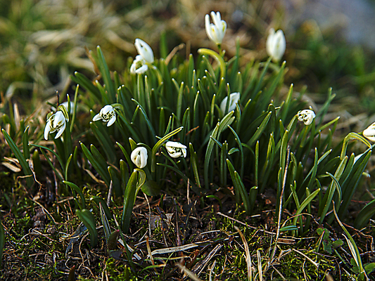 포토 JPG 해외이미지 식물 계절 꽃잎 꽃 줄기 잎 꽃무늬 자연 사람없음 초록색 새싹 정원 봄 벚꽃 흰색 신선 개화 유기농 원예 내추럴 세련 해외포토 웰빙 컬러 무늬 취미 생태계 파일형식 이미지허브