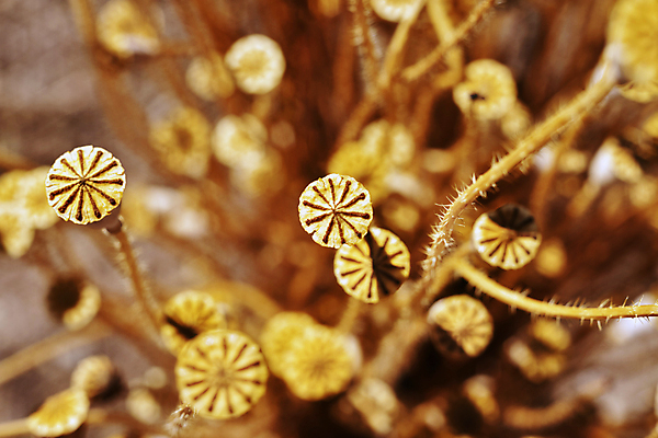 포토 JPG 해외이미지 식물 꽃 백그라운드 자연 건조 씨앗 사람없음 야외 정원 들꽃 시골 양귀비 해외포토 생태계 파일형식 이미지허브