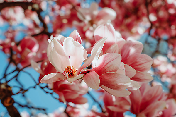 포토 JPG 해외이미지 주간 분홍색 사람없음 야외 아웃포커스 봄 목련 해외포토 자연요소 계절 꽃 컬러 촬영기법 파일형식 이미지허브
