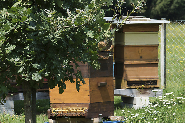 포토 JPG 해외이미지 동물 곤충 날개 생물 사람없음 가축 다양 해충 꿀벌 수분 벌 꿀 찌르기 벌집 기어가기 알레르기 양봉 해외포토 다수 모션 벌레 벌_곤충 질병 파일형식 이미지허브