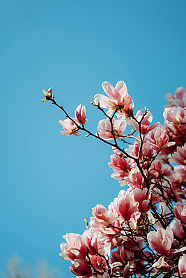 포토 JPG 해외이미지 주간 분홍색 사람없음 야외 봄 목련 해외포토 자연요소 계절 꽃 컬러 파일형식 이미지허브