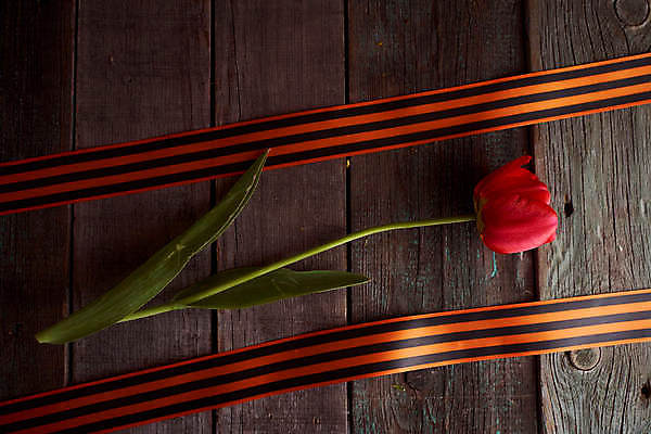 포토 JPG 해외이미지 감정 별 리본 지구 사람없음 빨간색 기쁨 튤립 축하 9 날짜 큼 5월 심볼 전쟁 육군 질서 애국심 소비에트 전국 필승 해외포토 자연요소 꽃 컬러 컨셉 군대 숫자 예절 우승 크기 파일형식 이미지허브