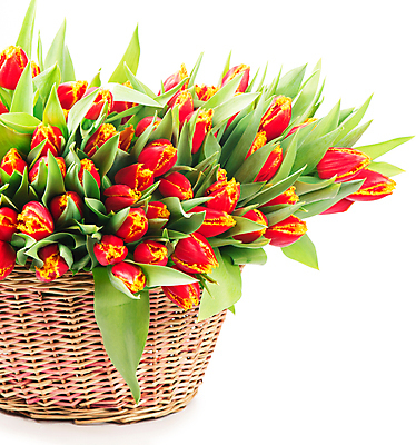 포토 JPG 해외이미지 여러송이 잎 봄꽃 실내 사람없음 튤립 가득함 흰배경 담기 꽃바구니 해외포토 식물 꽃 다수 백그라운드 모션 내부 바구니 봄 흰색 파일형식 이미지허브