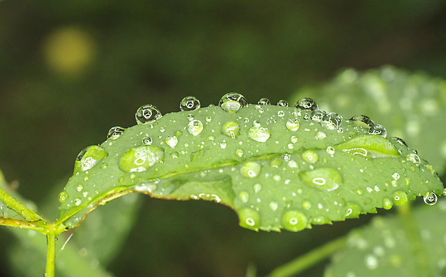 포토 JPG 해외이미지 식물 백그라운드 잎 자연 표면 아침 추상 미술 사람없음 초록색 물 빛 햇빛 반사 환경 정원 화목 봄 거품 젖음 성장 물방울 신선 투명 액체 떨어짐 이슬 빗방울 순수 내추럴 여의주 해외포토 주간 자연요소 계절 컬러 컨셉 무늬 문화예술 태양 비_날씨 생태계 파일형식 이미지허브