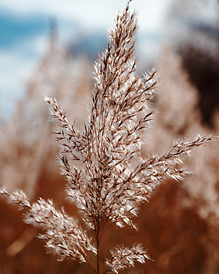 포토 JPG 해외이미지 밭 농업 사람없음 아웃포커스 해외포토 산업 촬영기법 파일형식 이미지허브