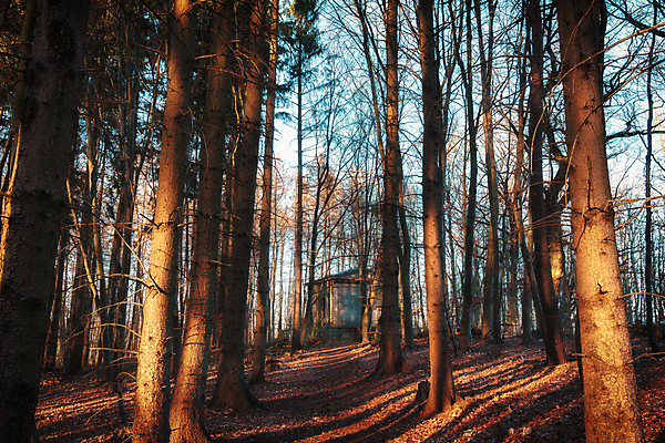 포토 JPG 해외이미지 나무 식물 계절 잎 벤치 자연 아침 날씨 휴가 휴식 그림자 풍경 사람없음 야외 목재 초록색 물 여름 빛 강 햇빛 태양 뷰티 노란색 평화 환경 맑음 침묵 일몰 안개 광선 바위 시골 저녁 숲 뿌리 땅바닥 해외포토 주간 자연요소 컬러 컨셉 의자 재료 바닥 노을 소리 돌_바위 야간 생태계 파일형식 이미지허브