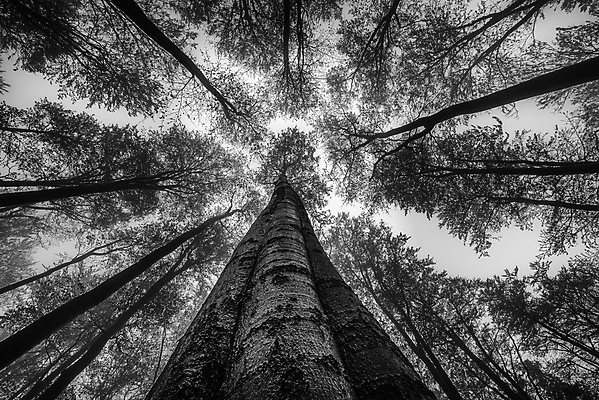 포토 JPG 해외이미지 나무 식물 계절 공원 백그라운드 잎 자연 하늘 날씨 왕관 흑백 사람없음 야외 목재 가로 환경 안개 성장 나뭇가지 시골 그룹 정상 숲 큼 장면 나무껍질 내추럴 뿌연 해외포토 공공시설 재료 촬영기법 껍질 크기 생태계 파일형식 이미지허브