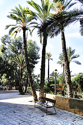 포토 JPG 해외이미지 나무 공원 유럽 여행 백그라운드 건축양식 자국 자연 하늘 휴가 손바닥 풍경 사람없음 야외 초록색 빛 강 도시풍경 환경 하이킹 수확 신선 도시 고가도로 고속도로 스페인 재산 숲 강가 대추 알리칸테 해외포토 식물 손 공공시설 건축 나라 도로 컬러 농업 레저 금융 생태계 파일형식 이미지허브