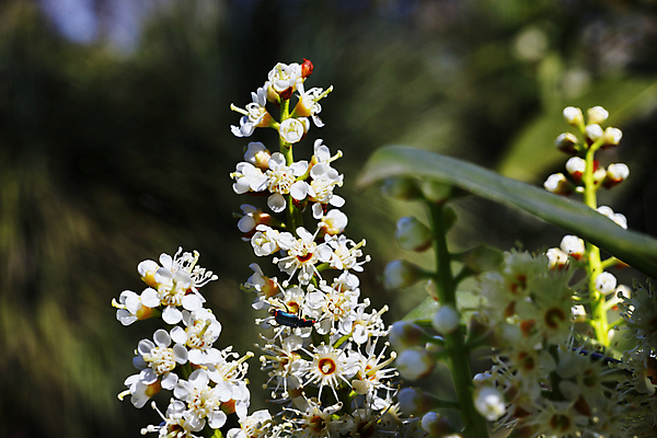 포토 JPG 해외이미지 나무 식물 계절 꽃 백그라운드 자연 사람없음 야외 정원 맑음 봄 성장 벚꽃 개화 상록수 해외포토 날씨 생태계 파일형식 이미지허브